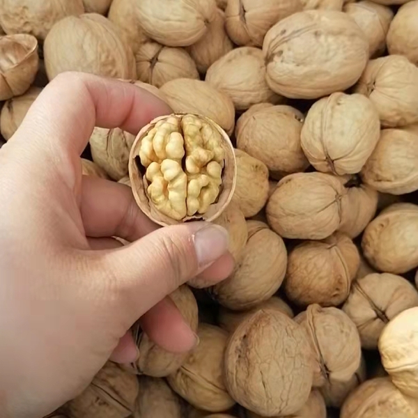 阿克苏核桃：开启新疆核桃品质新时代